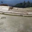 Terrace rice fields.