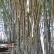 The bamboo.