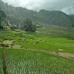 Rice fields with nice panorama.
