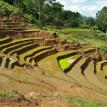 Terrace rice fields.