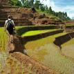 On the path of terrace rice fields.