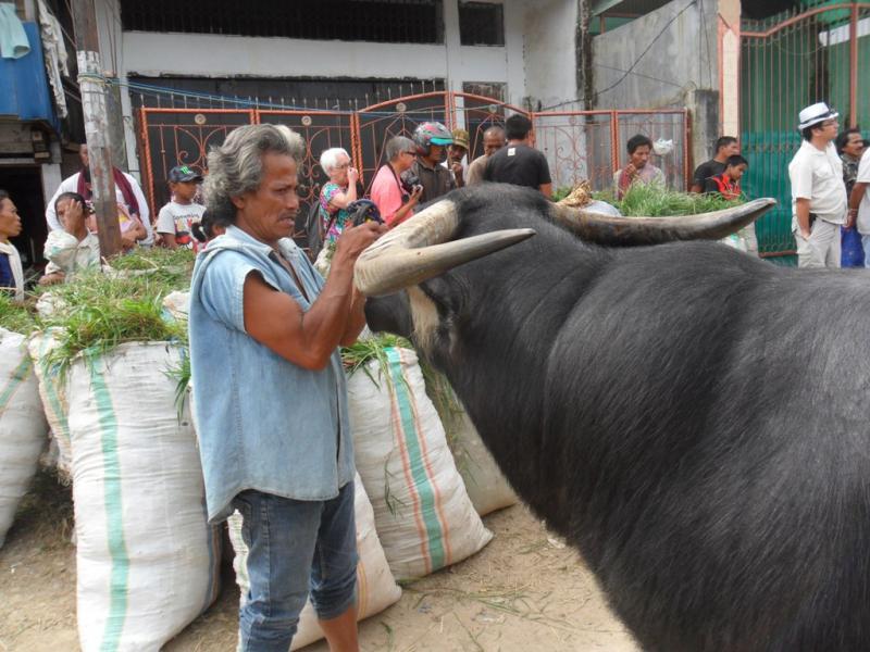 SELLING BUFFALO AT BOLU MARKET.