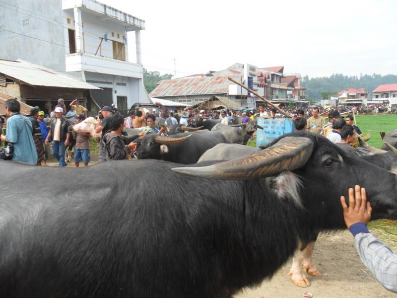 SELLING BUFFALOES AT BOLU MARKET.