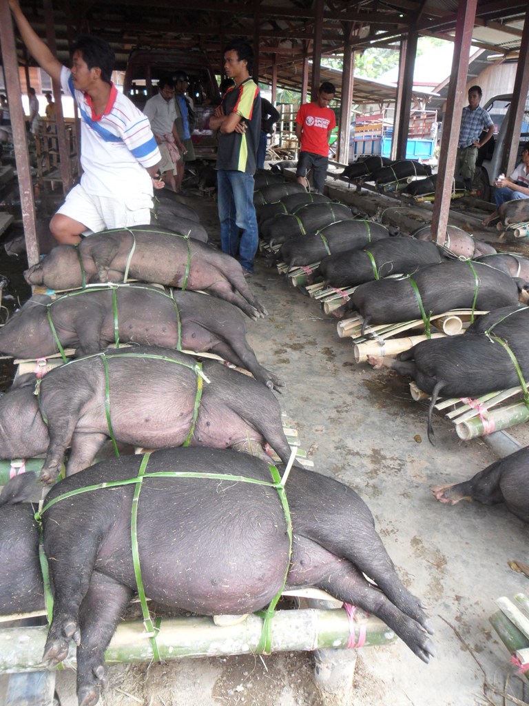 SELLING PIG AT BOLU MARKET.